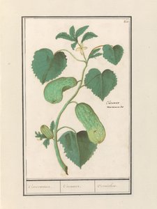 Cucumber (Cucumis sativus) by Anselmus Boëtius de Boodt