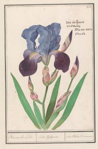 Purple Iris (Iris germanica) by Anselmus Boëtius de Boodt