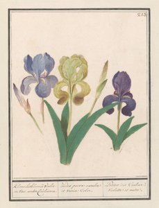 Purple Iris (Iris germanica)
