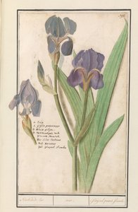 Purple Iris (Iris germanica)