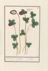 Red Clover (Trifolium pratense)