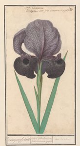 Mourning Iris (Iris susiana)