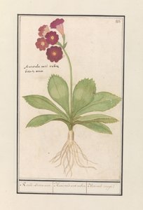 Primrose (Primula) by Anselmus Boëtius de Boodt