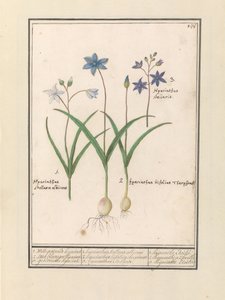 Star Hyacinth (Scilla) by Anselmus Boëtius de Boodt