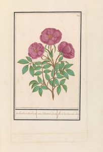Wild Rose (Rosa)