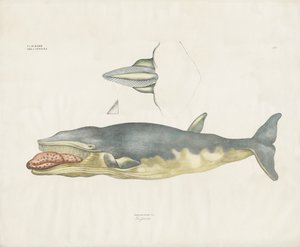 Greenland Right Whale with Anatomical Details by Anstalt Arnz & Co.