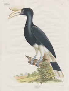 Hornbill by Anstalt Arnz & Co.