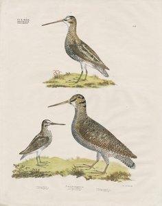 Snipe Species