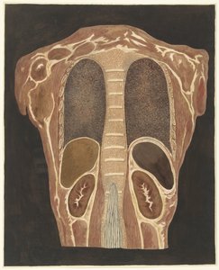 Anatomical Study of the Organs in the Chest, Seen from the Back by Anthonie van den Bos