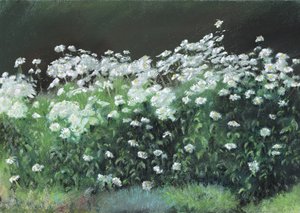 Shasta Daisies by Anthony Rule