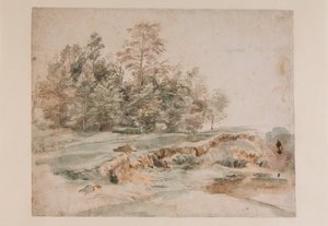 A clump of trees by a wooded road