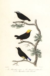 Manakin Species