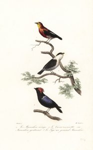 Manakin species