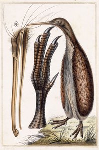 Kiwi