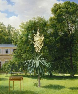 A Yucca Palm in the Park of Neuilly