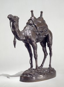 Egyptian Dromedary with Harness
