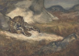 Leopard Lying Down