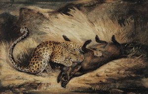 Leopard Eating a Wild Boar