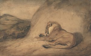 Lion Resting