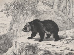 Mississippi Bear by Antoine Louis Barye