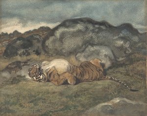 Tiger Rolling on Its Back
