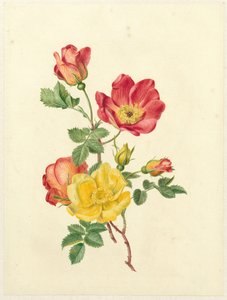 Branch of Wild Roses