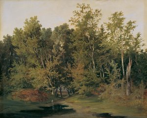 Forest Landscape in Lower Austria