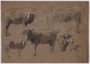 Studies of Sheep by Anton Mauve