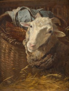 A Sheep