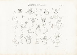 Anatomy of Insects