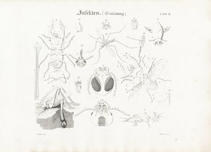 Insect Anatomy