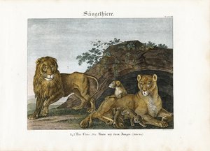 Lion Family in Their Natural Habitat