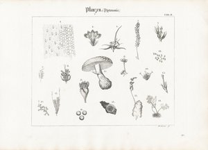Plant Anatomy and Fungal Forms