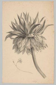 Flower on Stem (Flower and Fruit Studies, 3rd Issue) by Anton Weiss