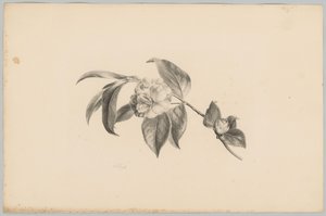 Flowers (series title: Flower and Fruit Studies, 3rd installment) by Anton Weiss