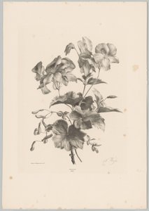 Various Flowers