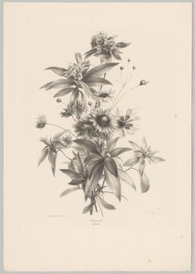 Various Flowers (Flower and Fruit Studies, 10th installment)