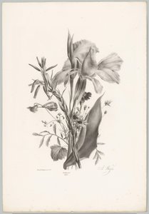 Various Flowers (Flower and Fruit Studies, 10th installment)