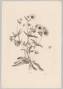 Various Flowers (Flower and Fruit Studies, 10th installment)