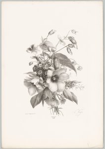 Various Flowers (Flower and Fruit Studies, 10th installment) by Anton Weiss