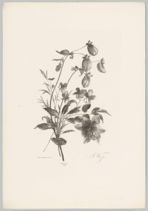 Various Flowers (Flower and Fruit Studies 10th installment series)
