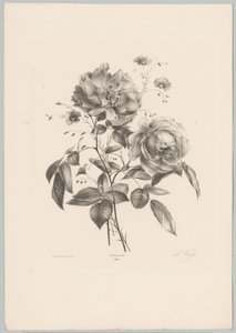 Rose and Carnation-like Flower (Flower and Fruit Studies, 10th Issue)