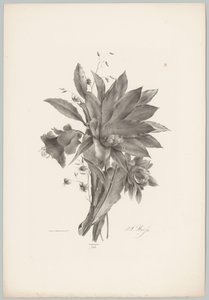 Star- and Bell-shaped Flowers by Anton Weiss