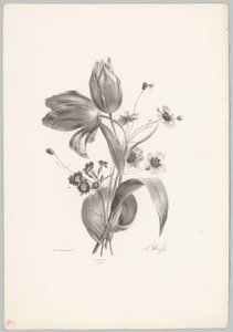 Tulips and Daisies (Flower and Fruit Studies, 10th installment)