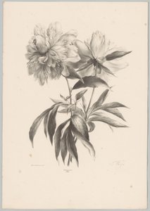 Two Flowers