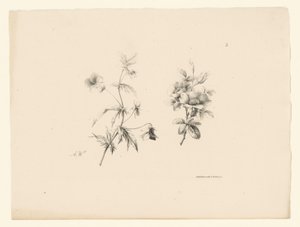 Two Flowers (series title: Flowers and Fruits) by Anton Weiss