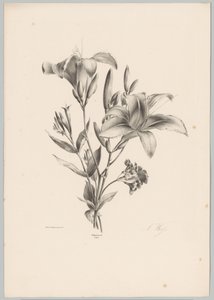 Two Lilies (Flower and Fruit Studies 10th installment series) by Anton Weiss