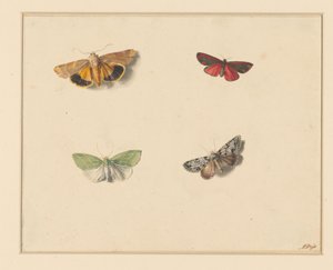 Four Butterflies by Anton Weiss