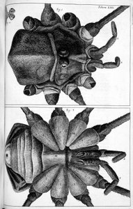 Microscopy by Frederick (attr. to) Barnard
