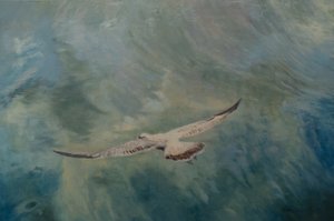 Seagull wings outstretched, 2012